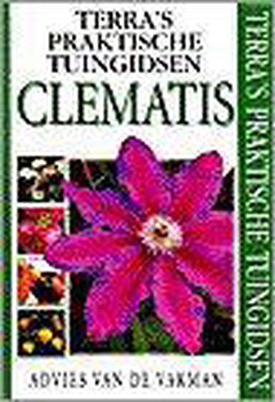 Clematis