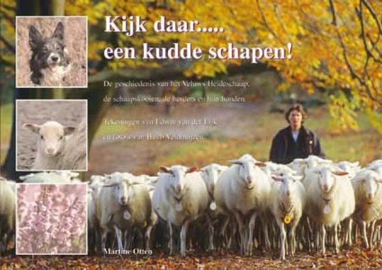 'Kijk Daar... Een Kudde Schapen!'