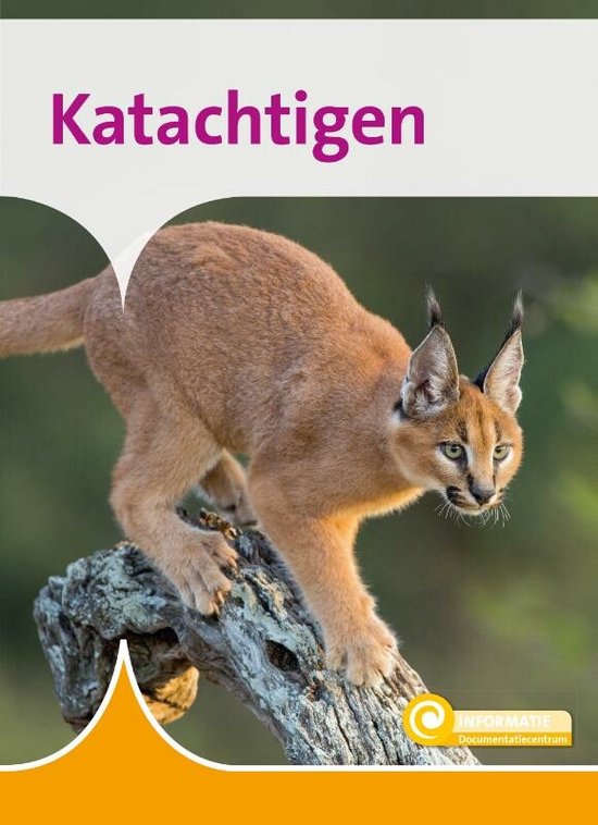 Informatie 168 - Katachtigen