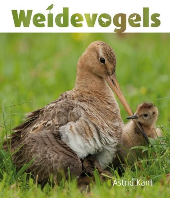 Weidevogels