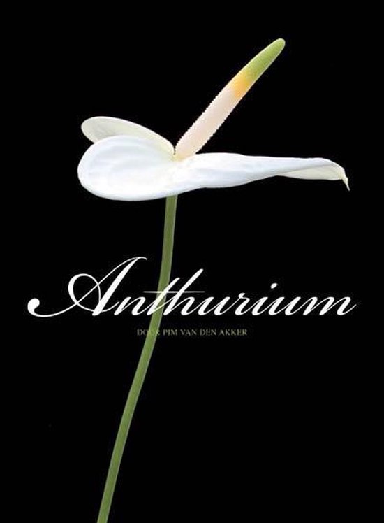 Anthurium