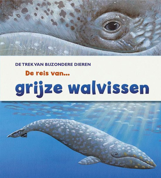 De trek van bijzondere dieren - De reis van grijze walvissen