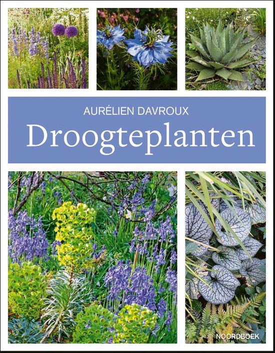 Droogteplanten