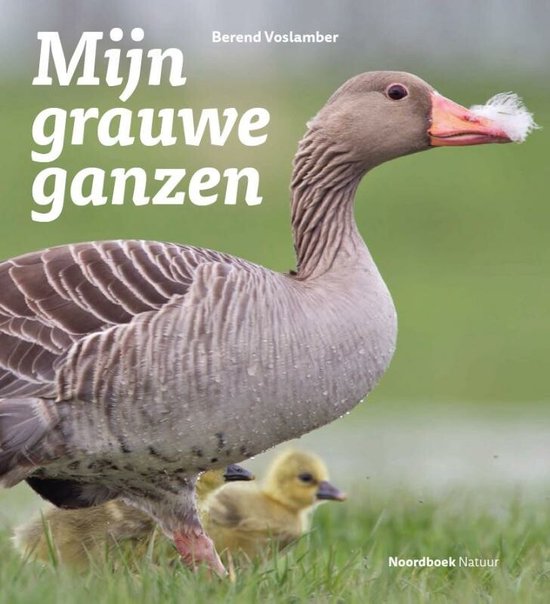 Mijn grauwe ganzen