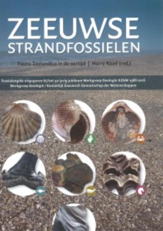 Zeeuwse strandfossielen