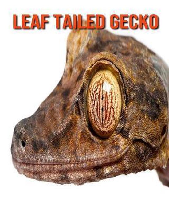 Leaf Tailed Gecko